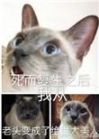 死而复生后我从老头变成绝世大美人剧透