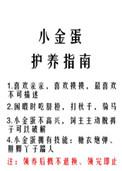 小金蛋护养指南 百度