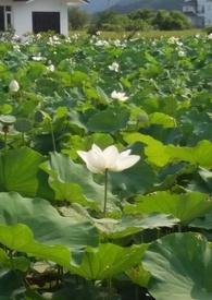 花神的试炼