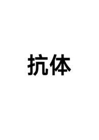 抗体 y