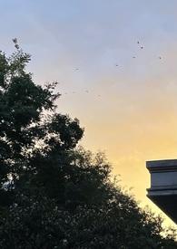 圣母下线