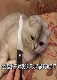 旧爱新欢难